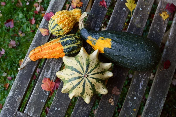 Gourds ornamentali in diverse forme e colori tra l autunno — Foto Stock