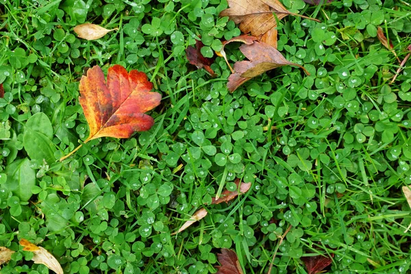 Foglia di biancospino rosso su trifoglio verde ed erba — Foto Stock