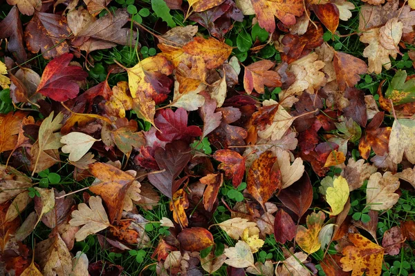 Fondo astratto di foglie di biancospino rosso e giallo — Foto Stock