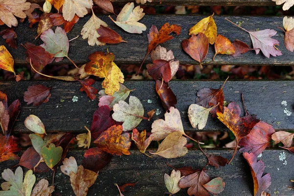 Foglie autunnali rosse e gialle sparse sulla panchina — Foto Stock