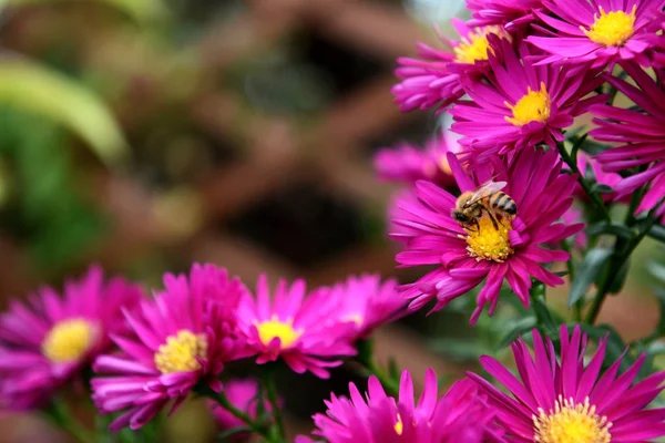 Abeja tomando polen y néctar de las margaritas rosadas de Michaelmas —  Fotos de Stock