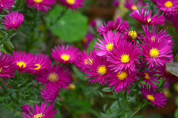 マゼンタの花びらと黄色の cen Michaelmas ヒナギクのクラスター — ストック写真