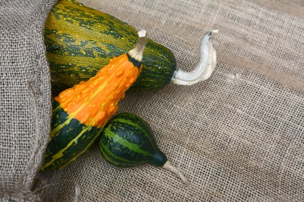 Striped orange and green gourds in different shapes — Stock Photo, Image