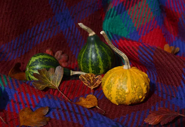 Small ornamental gourds with autumn leaves on red plaid — Stock Photo, Image