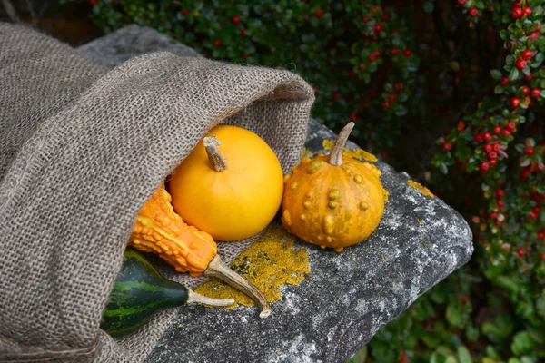 Warty ornamental gourd with jute sack of colourful squashes — Stock Photo, Image