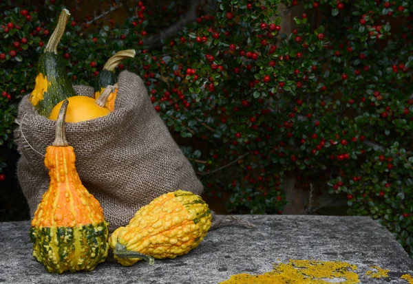 Sacco di iuta di zucche ornamentali e zucche verruche — Foto Stock