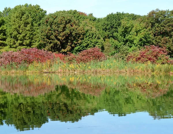 Yeşil ağaçlar ve gölet kenarında kırmızı bitkiler — Stok fotoğraf