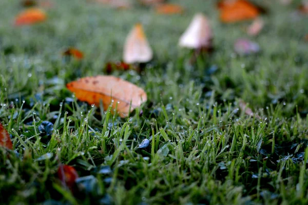 Dauw druppels op gras, met verspreide herfst bladeren — Stockfoto