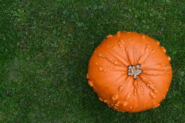 Warty skóry pomarańczowy dyni na zielonej trawie — Zdjęcie stockowe