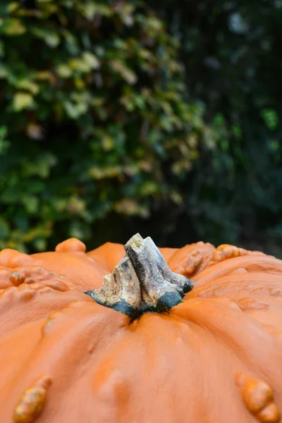 Big, warty pumpkin against background of beech leaves — Stock Photo, Image