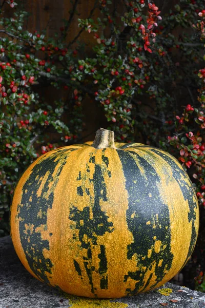 Stripy green and yellow pumpkin at Thanksgiving — Stock Photo, Image