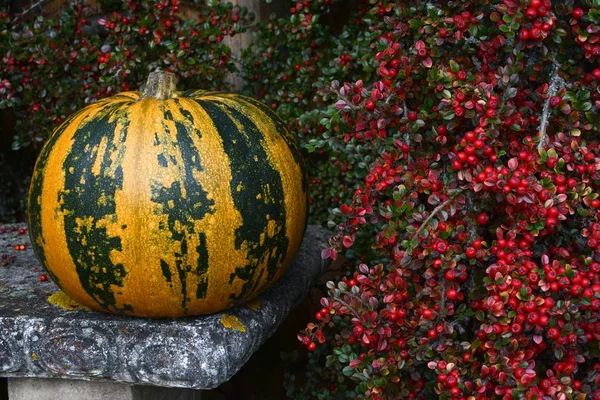 Green and orange striped pumpkin with bright red berries — Stock Photo, Image