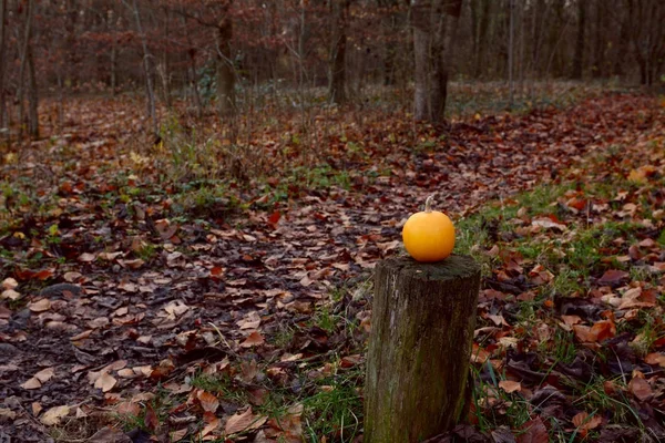 Kleine pompoen op houten paal in de herfst bos — Stockfoto