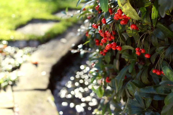 Röd pyracantha bär i en lantlig trädgård — Stockfoto