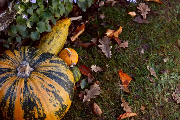 Striped pumpkin and assorted gourds in a garden — Stock Photo, Image