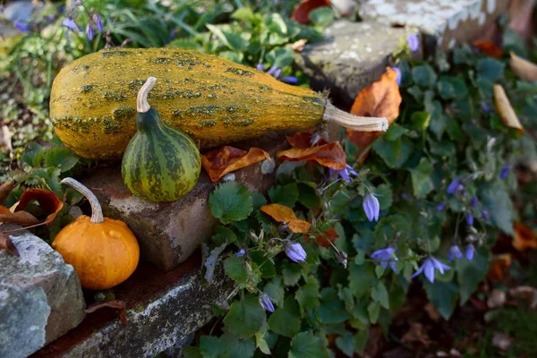 Ornamental gourds on a rustic rockery wall — Stock Photo, Image