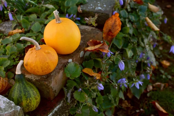 Three small ornamental gourds on a rustic brick wall — Stock Photo, Image