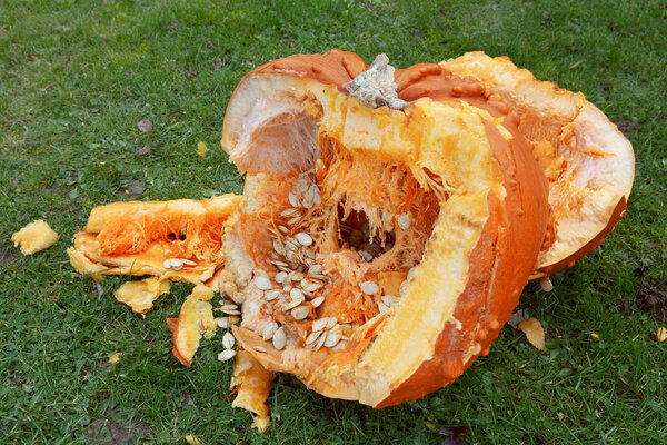 Roughly broken pumpkin pieces