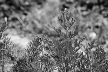 Havuç bitkiler üzerinde ortak kırmızı asker böceği