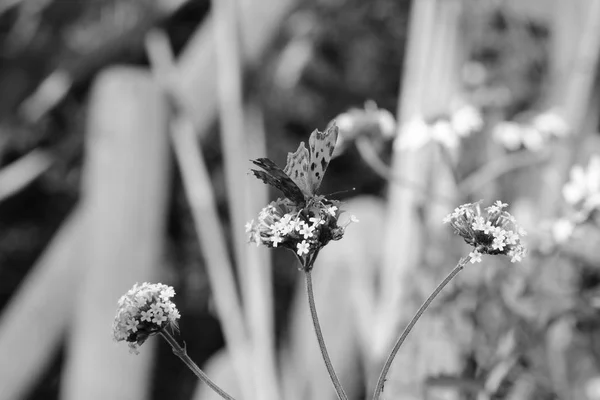 Borboleta vírgula bebendo néctar de flores verbena — Fotografia de Stock