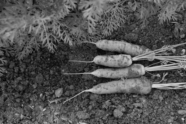 Cuatro zanahorias recién cosechadas del huerto — Foto de Stock