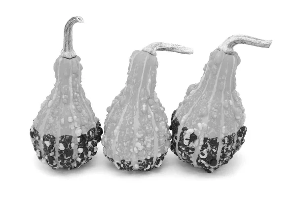 Tres calabazas ornamentales verrugosas en forma de pera — Foto de Stock