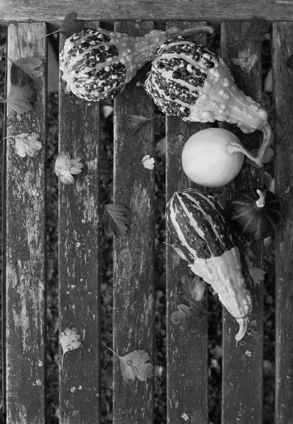 Украшенные тыквы с опавшими листьями на деревенской скамейке — стоковое фото