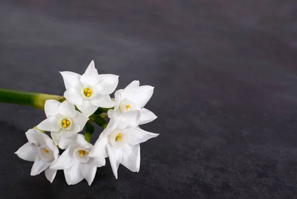 Stem of  white narcissus with six flowers — Stock Photo, Image