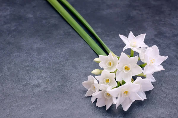 Δύο μίσχους λουλουδιών μικρό λευκό Νάρκισσος — Φωτογραφία Αρχείου