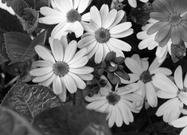 Farklı tonları Afrikalı papatyalar