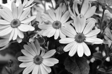 Dört Afrika papatyalar