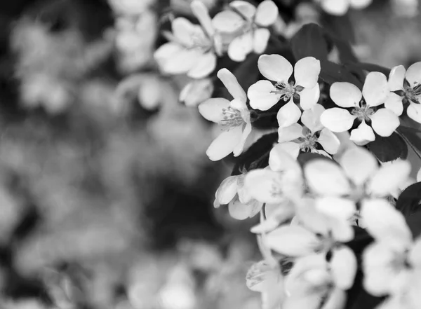 Blasse Blütenblumen mit Bokeh Hintergrund — Stockfoto