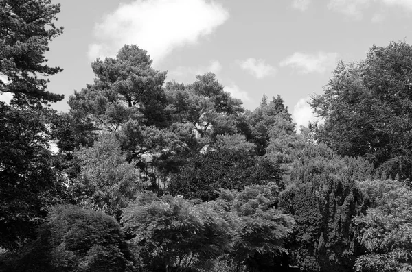 Ornamental trees and shrubs — Stock Photo, Image