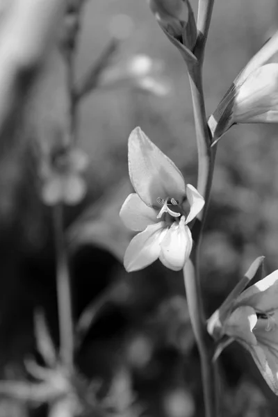 Bright gladiolus bloom on a flower stem — Stock Photo, Image