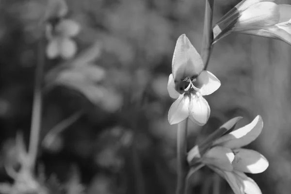 Gladiolus blommor i selektivt fokus — Stockfoto