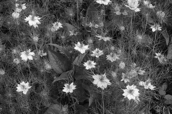 Tät blandning av nigella blommor — Stockfoto