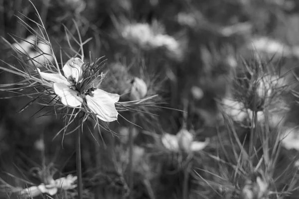 Zarte weiße Love-in-a-Nebst-Blume gegen Nigella-Pflanzen — Stockfoto