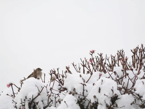 Kvinnliga gråsparven ovanpå snötäckta verbascum bush — Stockfoto