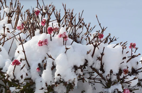 新鮮な雪に覆われたピンクのガマズミの花 — ストック写真