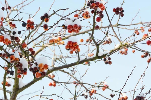 Крабовая яблоня с красными фруктами, покрытыми снегом — стоковое фото