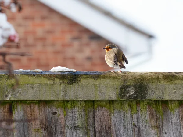 Robin med uppblåst fjäderdräkt i kalla vintervädret — Stockfoto