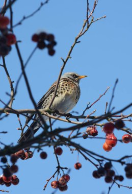 Fieldfare güneşli kış gününde crabapple ağaçta oturuyor