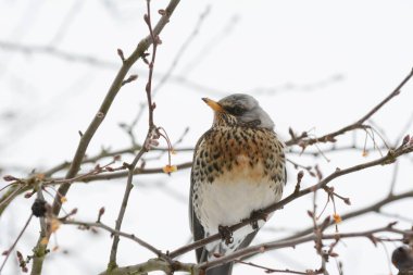 Fieldfare ile benekli tüyleri bir ağaç dalı üzerinde oturur
