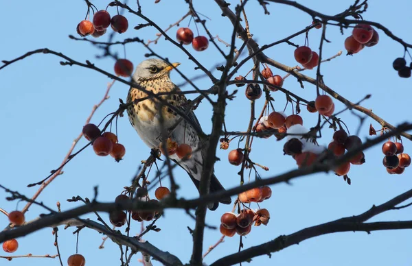 Kramsvogel in crabapple boom, met sneeuw bedekte fruit — Stockfoto