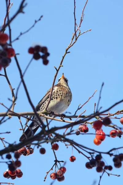 Fieldfare perché haut dans un pommier crabe — Photo