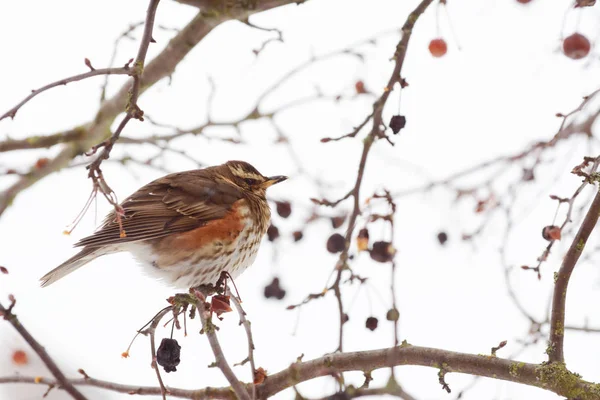 Redwing fluffs para fora sua plumagem para prender o ar quente — Fotografia de Stock