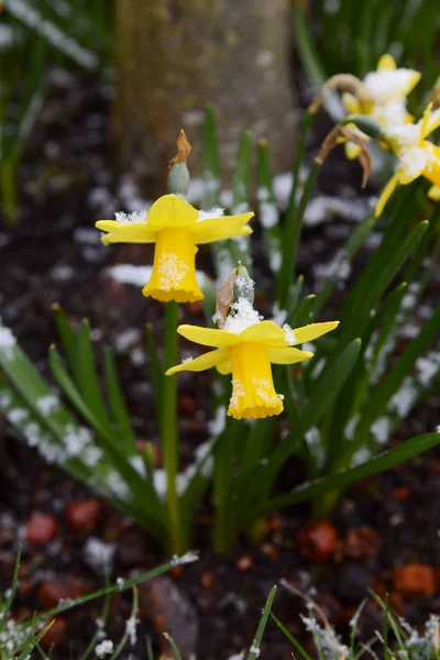 Zwei Frühlingsnarzissen mit leichtem Schnee bestäubt — Stockfoto