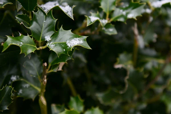 Snowflakes on dark green holly leaves — Stock Photo, Image