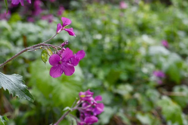 Flores de honestidad púrpura atrapadas en la lluvia — Foto de Stock
