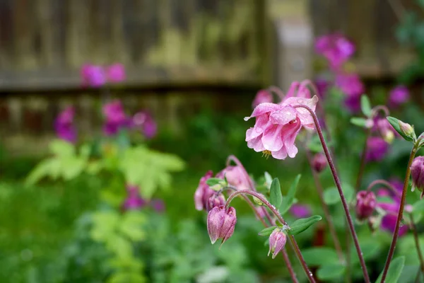 Pink aquilegia flowers covered in raindrops — Stock Photo, Image